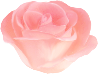 花イラスト無料素材 バラ薔薇ばら 無料素材