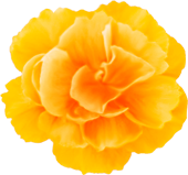 花イラスト無料素材 黄色 オレンジ系の花 無料素材