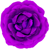 紫色のバラ