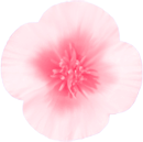 ピンク色の花