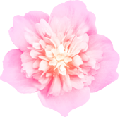 花フリー素材ピンク