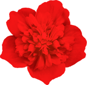 赤い花の無料素材